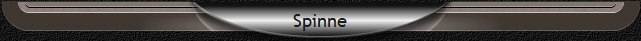 Spinne